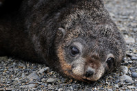 Antarctic fur seal pup, Prion Island