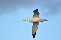 Wandering albatross, seen en route from the Falklands to South Georgia