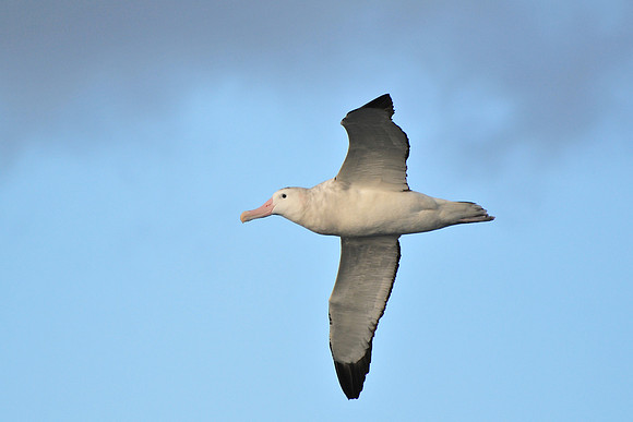 Wandering albatross, seen en route from the Falklands to South Georgia