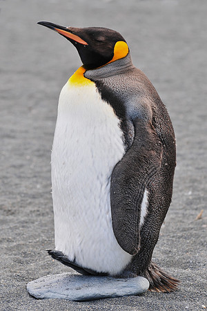 King penguin, Gold Harbour