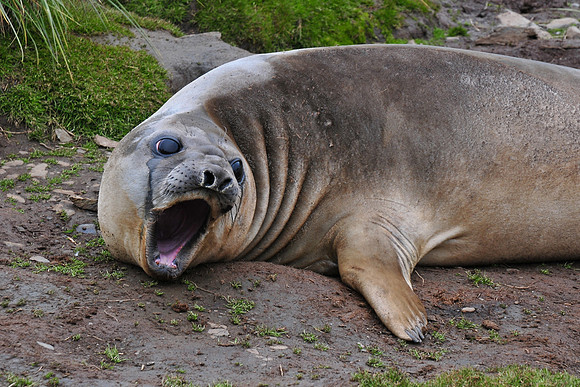 Elephant seal, Fortuna Bay
