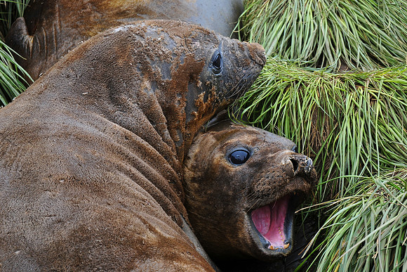 Elephant seals, Fortuna Bay