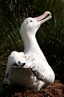 Wandering albatross, Prion Island