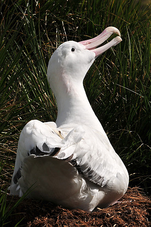 Wandering albatross, Prion Island