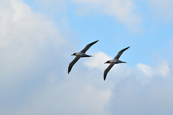 Light-mantled sooty albatross courtship flight, seen en route from the Falklands to South Georgia