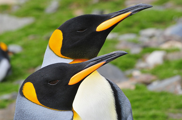 King penguins, St. Andrew's Bay