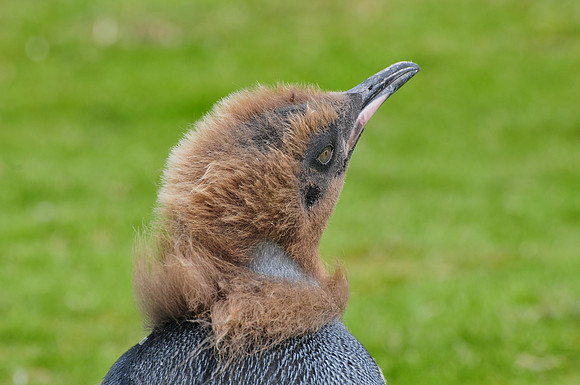 Molting king penguin chick, Fortuna Bay