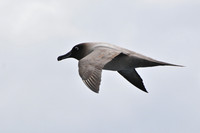 Light-mantled sooty albatross, seen en route from the Falklands to South Georgia