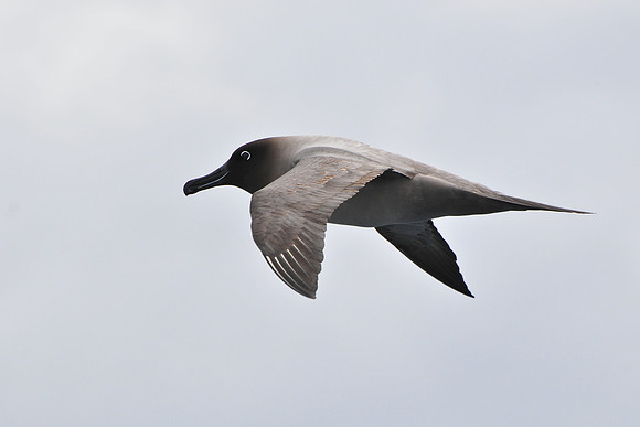 Light-mantled sooty albatross, seen en route from the Falklands to South Georgia