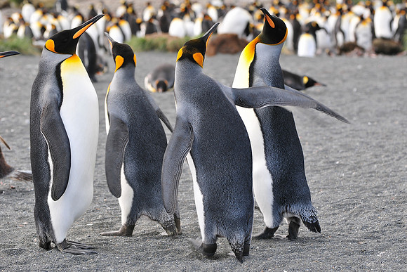 King penguins, Gold Harbour