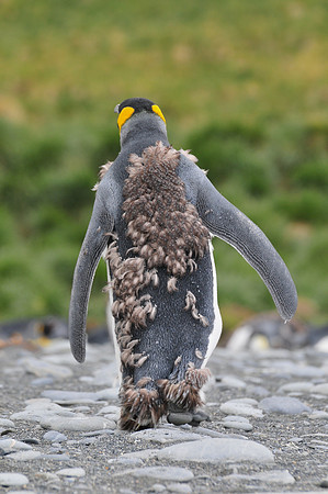 Molting king penguin, Gold Harbour