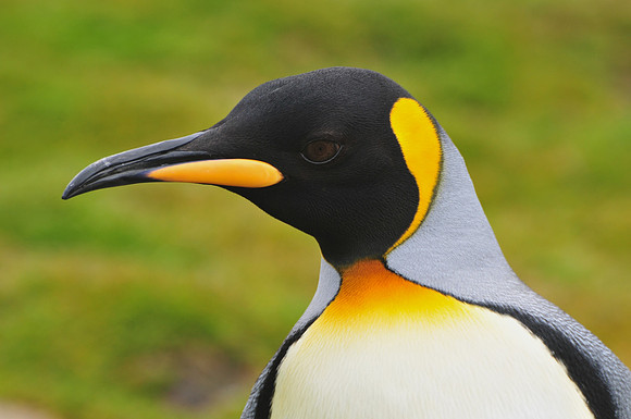King penguin, St. Andrew's Bay
