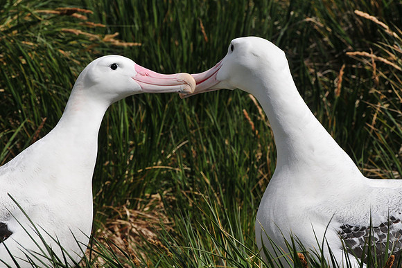Wandering albatross courtship display, Prion Island