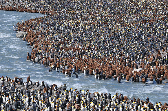 Part of the king penguin colony at St. Andrew's Bay