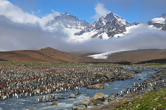 Part of the king penguin colony at St. Andrew's Bay