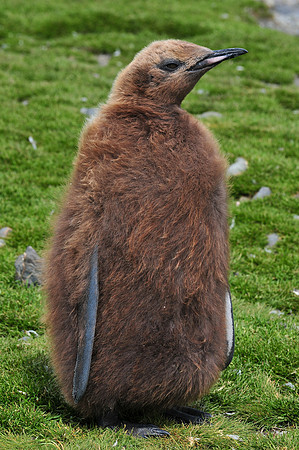 King penguin chick, Fortuna Bay