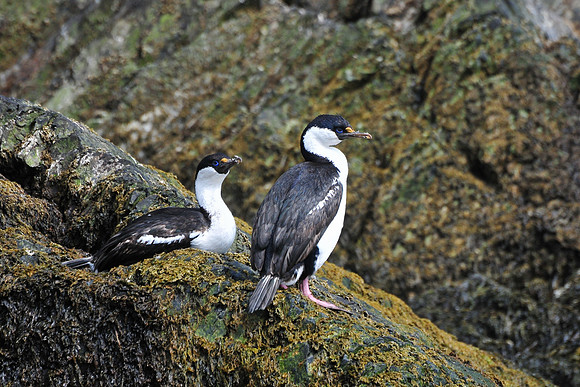 Blue-eyed shags, Hercules Bay