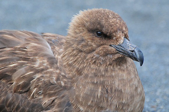 Brown skua, Gold Harbour