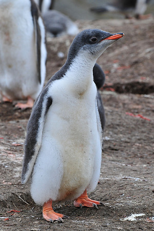 Gentoo penguin chick, Stromness