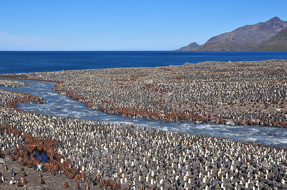 Part of the king penguin colony at St. Andrew's Bay