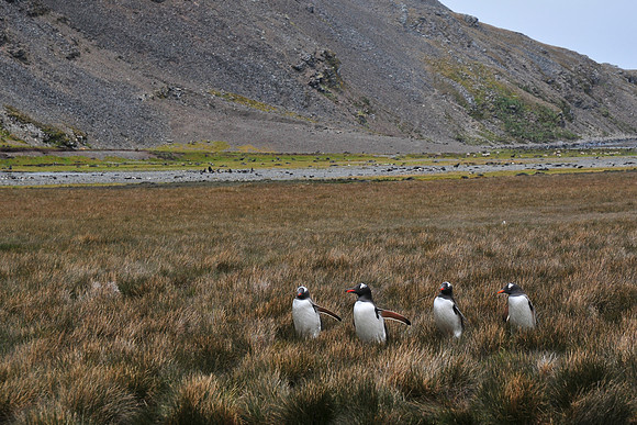 Gentoo penguins, Stromness