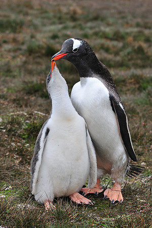Gentoo penguin feeding its chick, Stromness