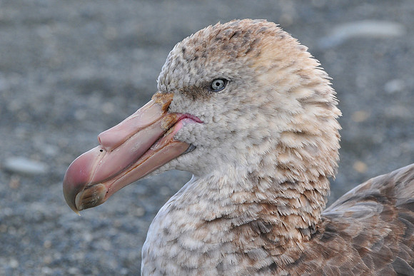 Northern giant-petrel, Gold Harbour