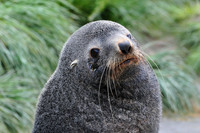 Antarctic fur seal, Fortuna Bay