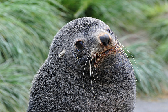 Antarctic fur seal, Fortuna Bay