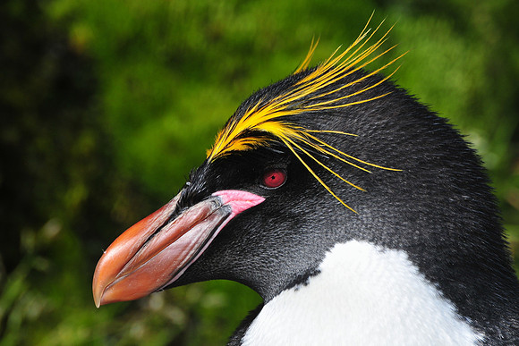 Macaroni penguin, Hercules Bay
