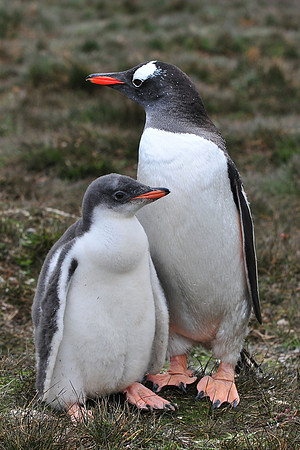 Gentoo penguin feeding its chick, Stromness