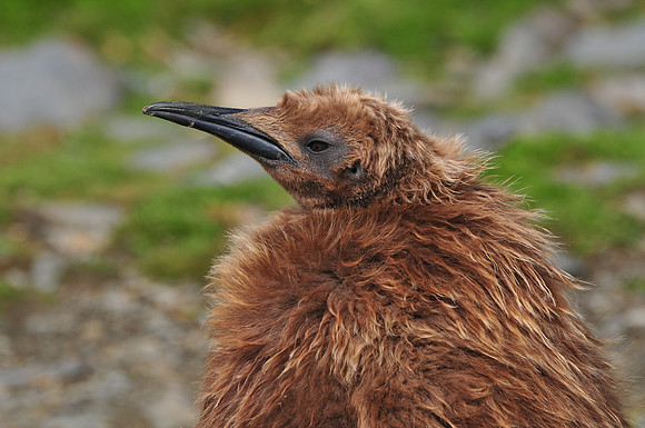 King penguin chick, St. Andrew's Bay