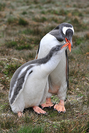 Gentoo penguin feeding its chick, Stromness