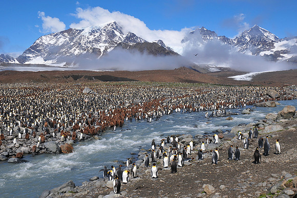 Part of the king penguin colony at St. Andrew's Bay