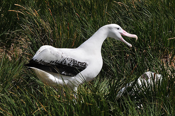 Wandering albatross courtship display, Prion Island
