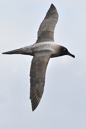 Light-mantled sooty albatross, seen en route from the Falklands to South Georgia