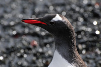 Gentoo penguin, Prion Island