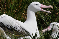 Wandering albatross courtship display, Prion Island