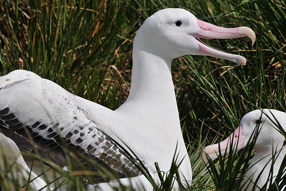 Wandering albatross courtship display, Prion Island