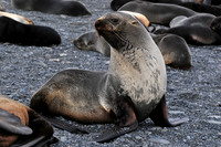 Antarctic fur seal, Prion Island
