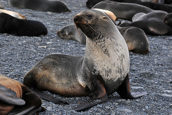 Antarctic fur seal, Prion Island