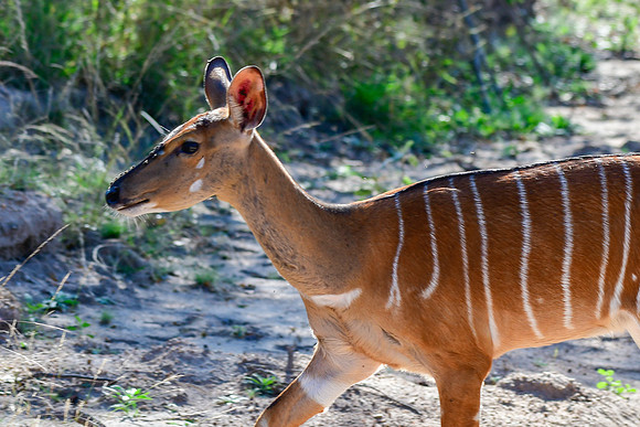 Nyala (female)