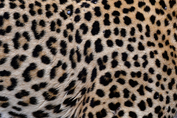 A leopard's spots