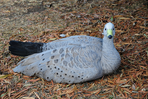Cape Barren goose, Maria Island National Park
