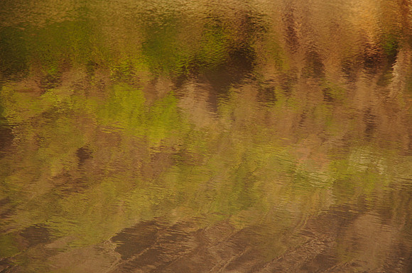 Reflections in Surprise Rivulet, South Coast Track, Southwest National Park