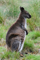 Bennett's wallaby, Cradle Mountain-Lake St. Clair National Park