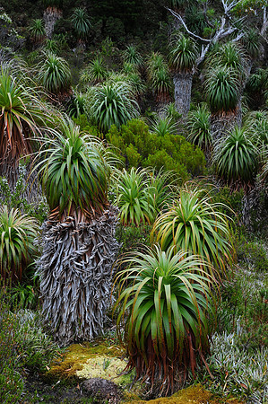 Pandani grove on the Mount Rufus Circuit, Cradle Mountain-Lake St. Clair National Park