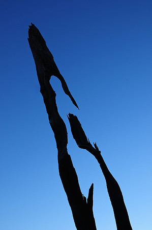 Burnt pencil pine, Walls of Jerusalem National Park