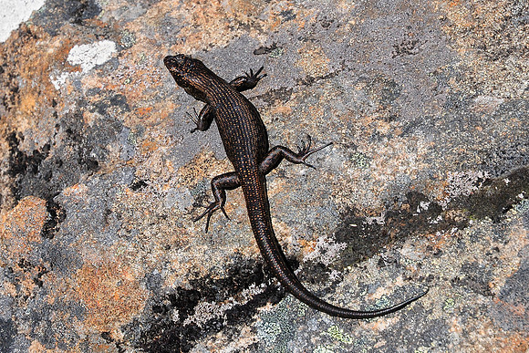 Metallic skink on the summit of The Acropolis, Cradle Mountain-Lake St. Clair National Park