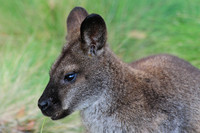 Bennett's wallaby, Cradle Mountain-Lake St. Clair National Park